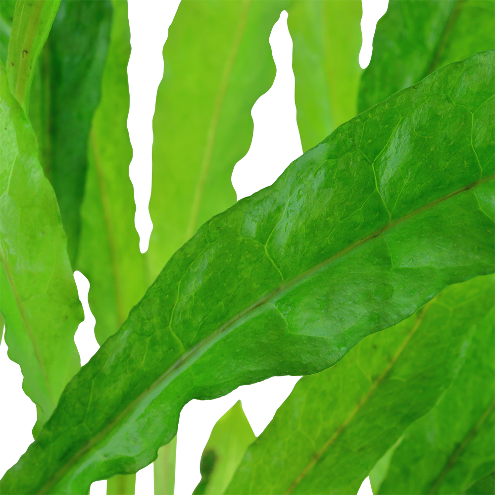 XL Microsorum pteropus Java Fern Tropica