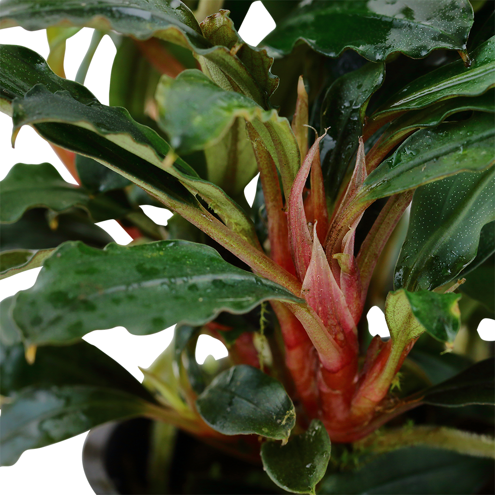 Bucephalandra sp. Red Tropica