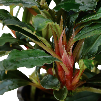 Bucephalandra sp. Red Tropica