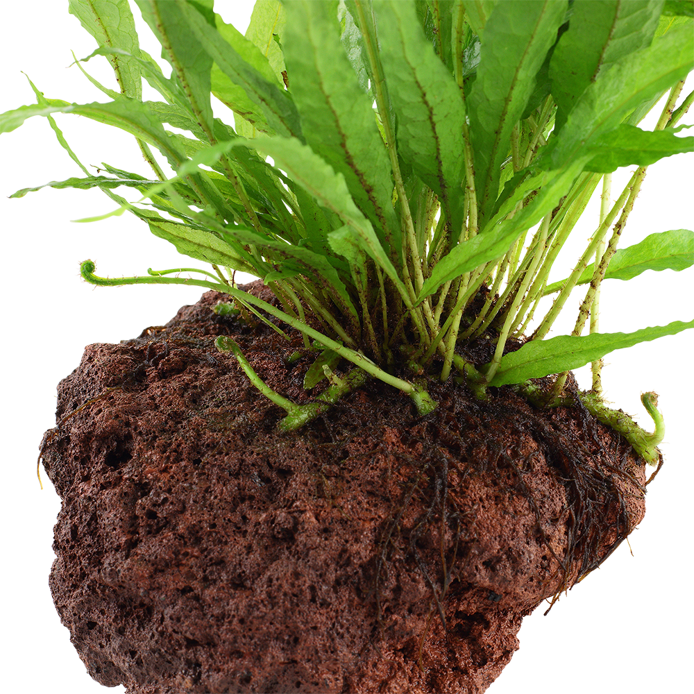 Microsorum pteropus Java Fern on Lava Rock Tropica