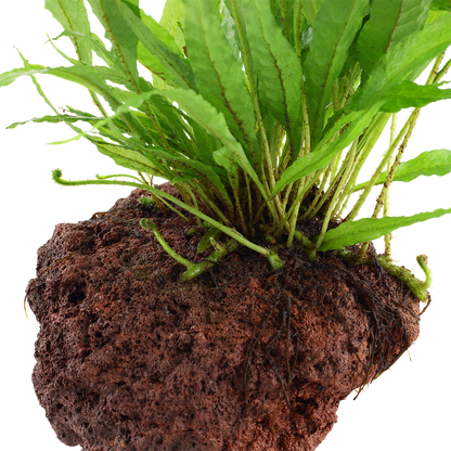 Microsorum pteropus Java Fern on Lava Rock Tropica
