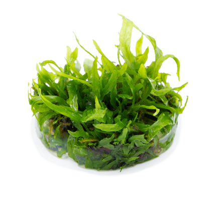 Tropica Microsorum pteropus 'Narrow' 1-2-GROW Java Fern