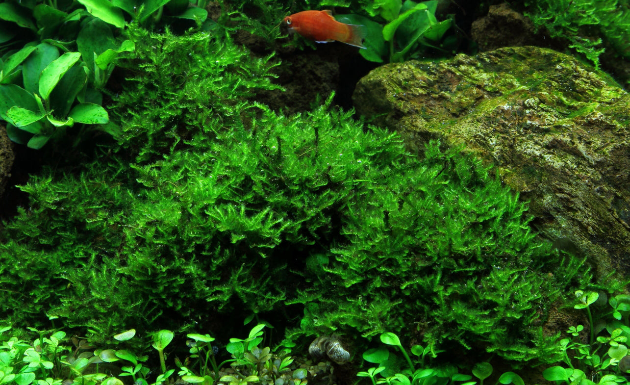 Tropica Vesicularia montagnei Christmas Moss PORTION