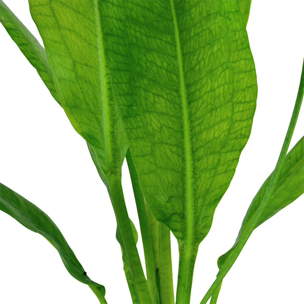 Echinodorus bleheri AQUADIP