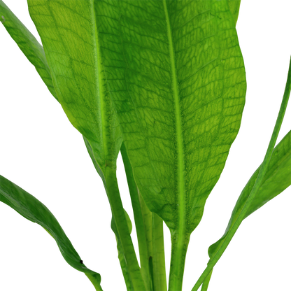 Echinodorus bleheri AQUADIP