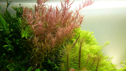 Rotala rotundifolia Tropica (Single Package)