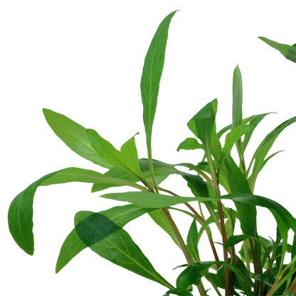 Tropica Hygrophila Siamensis 53B Mini Pot
