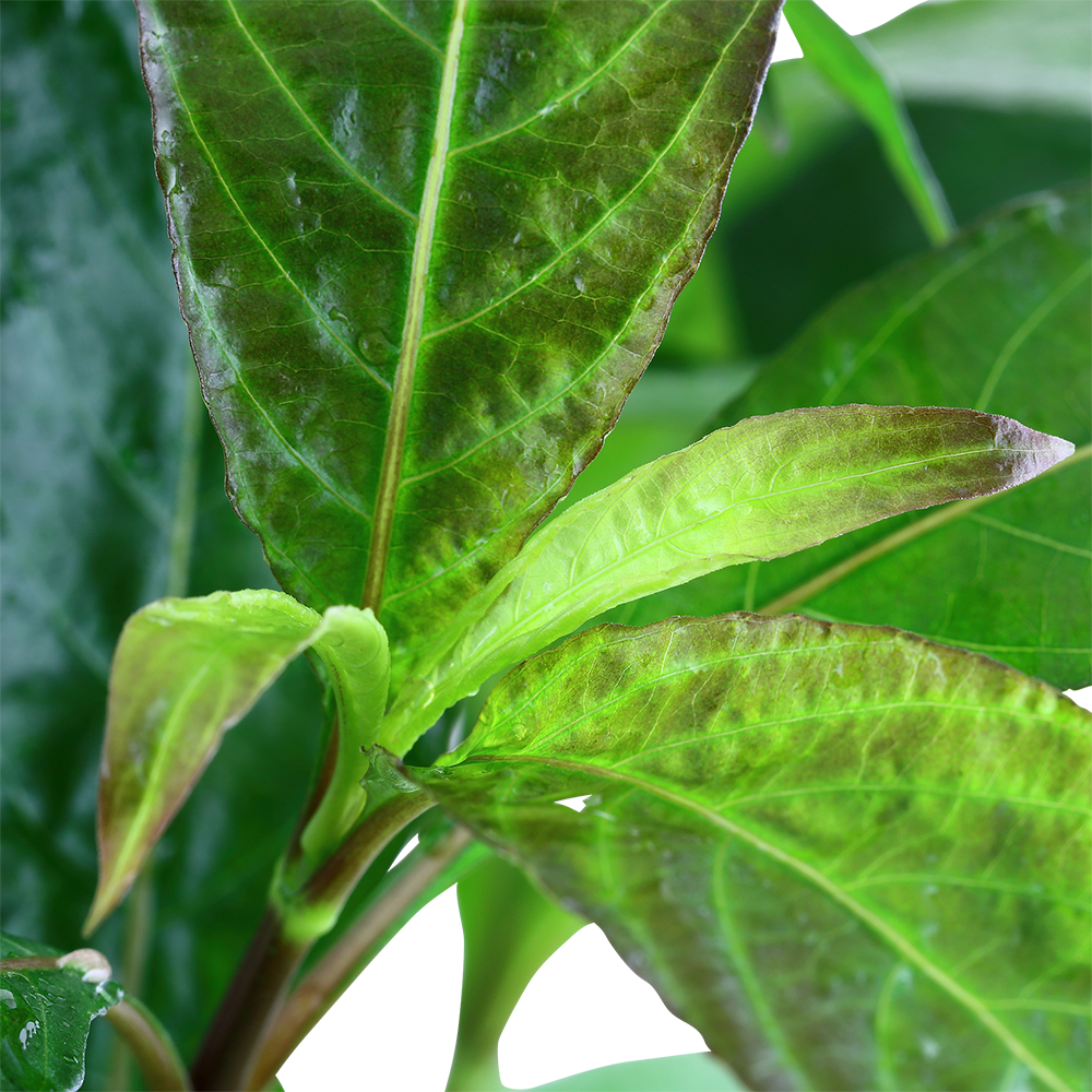 XL Hygrophila corymbosa Stricta Tropica