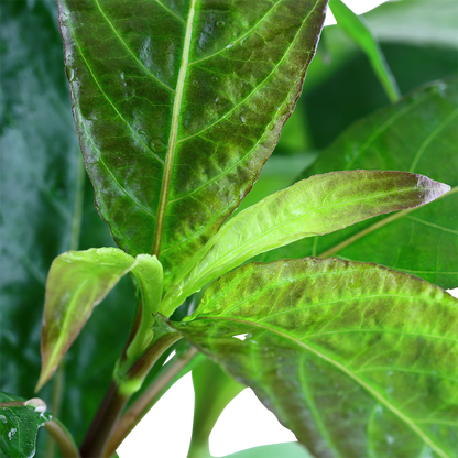XL Hygrophila corymbosa Stricta Tropica