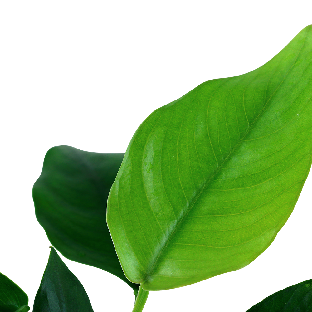 Anubias nana AQUADIP