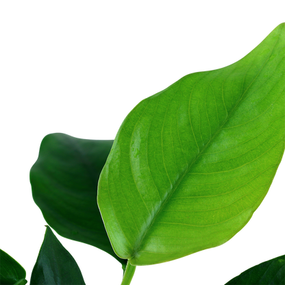 Anubias nana AQUADIP