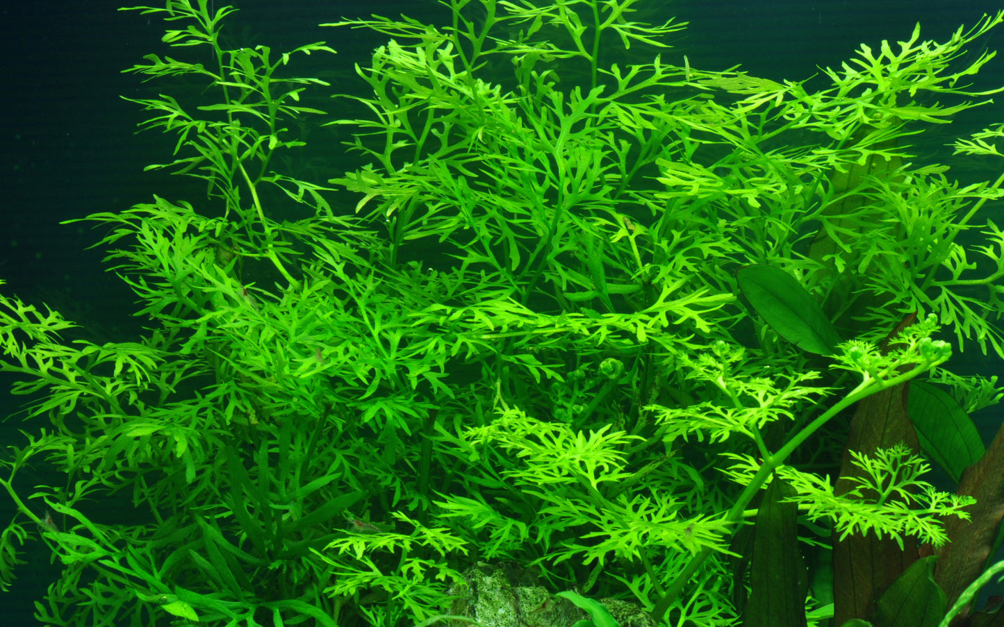 Ceratopteris thalictroides Water Sprite Tropica