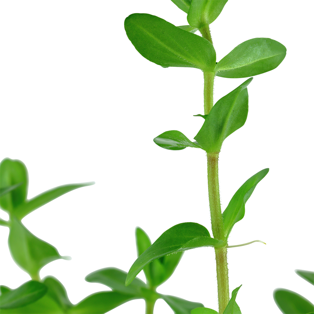 Tropica Bacopa caroliniana Mini Pot