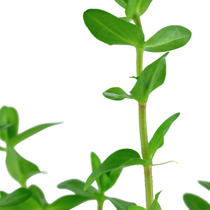 Tropica Bacopa caroliniana Mini Pot