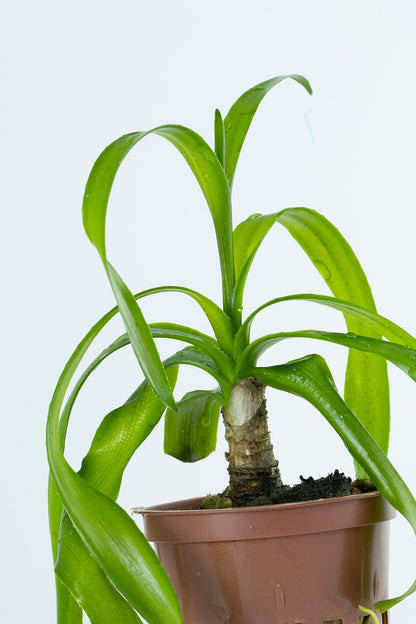 Crinum thaianum Tropica