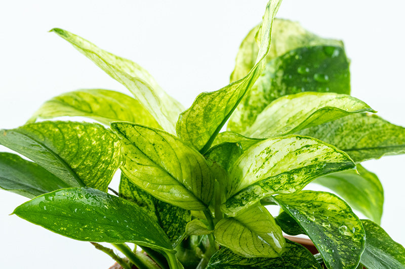 Anubias nana Pinto Tropica