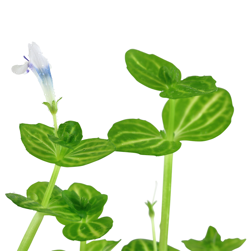 Lindernia rotundifolia Tropica