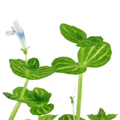 Lindernia rotundifolia Tropica
