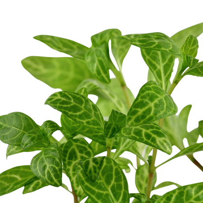 Hygrophila polysperma Rosanervig Tropica