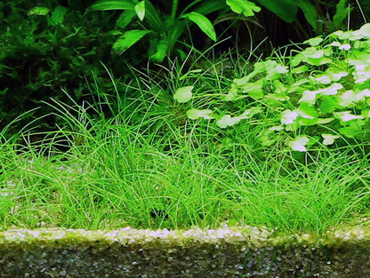 Tropica Eleocharis acicularis 1-2-GROW