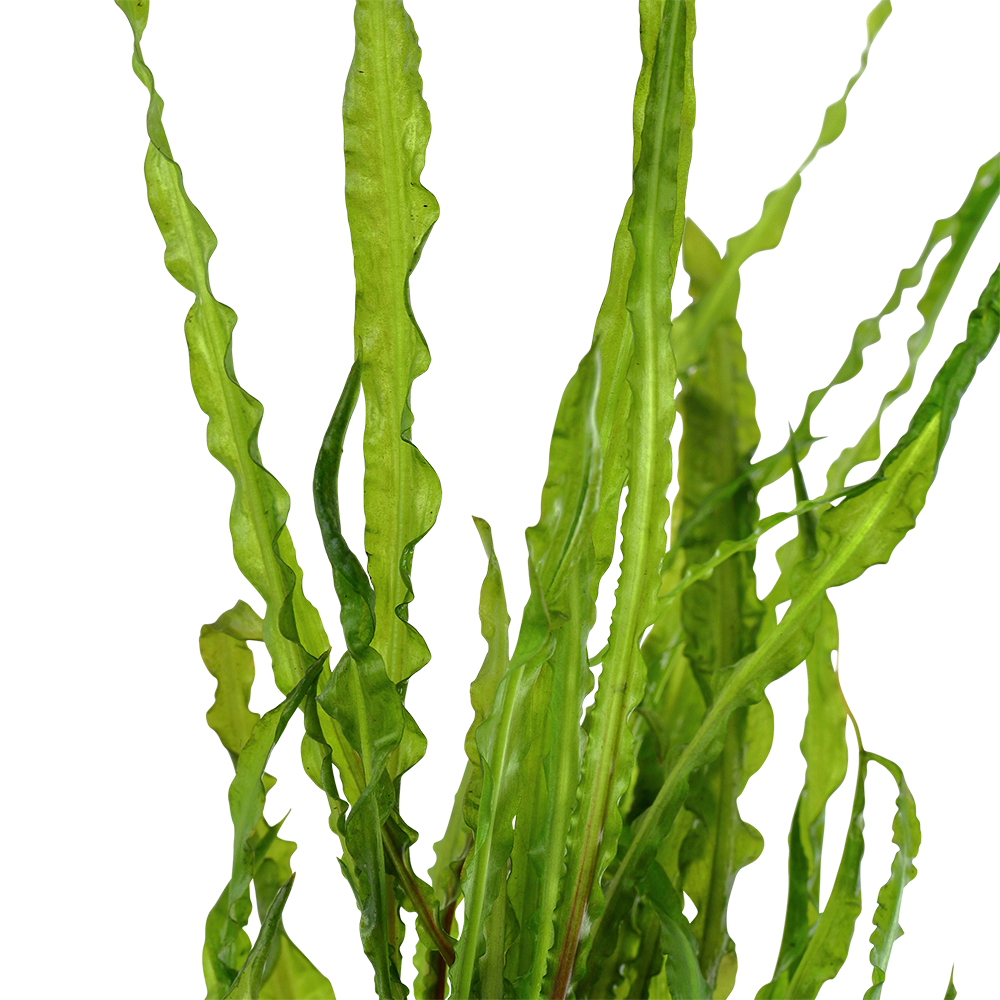 Cryptocoryne crispatula Tropica