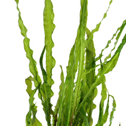 Cryptocoryne crispatula Tropica