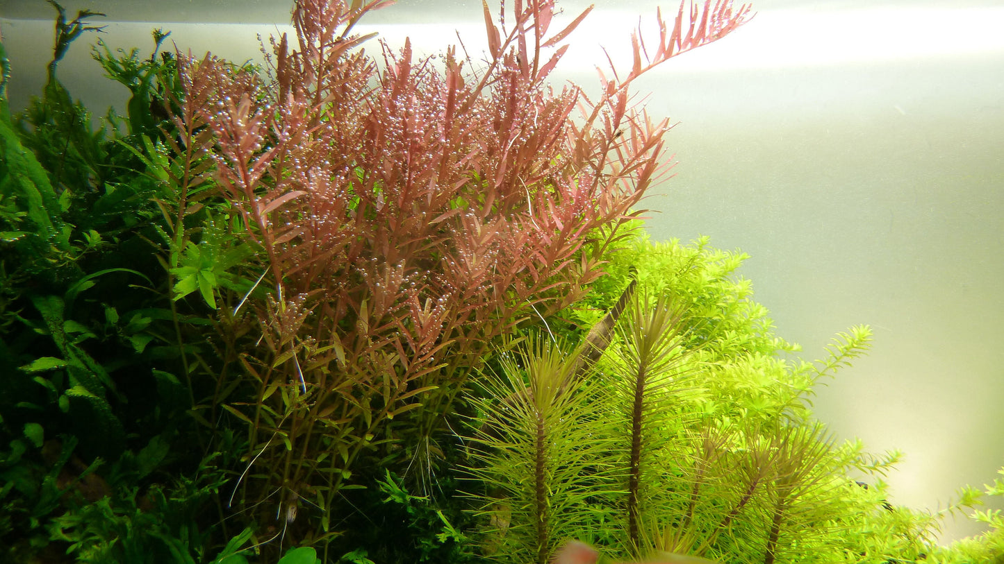 Tropica Rotala rotundifolia Mini Pot