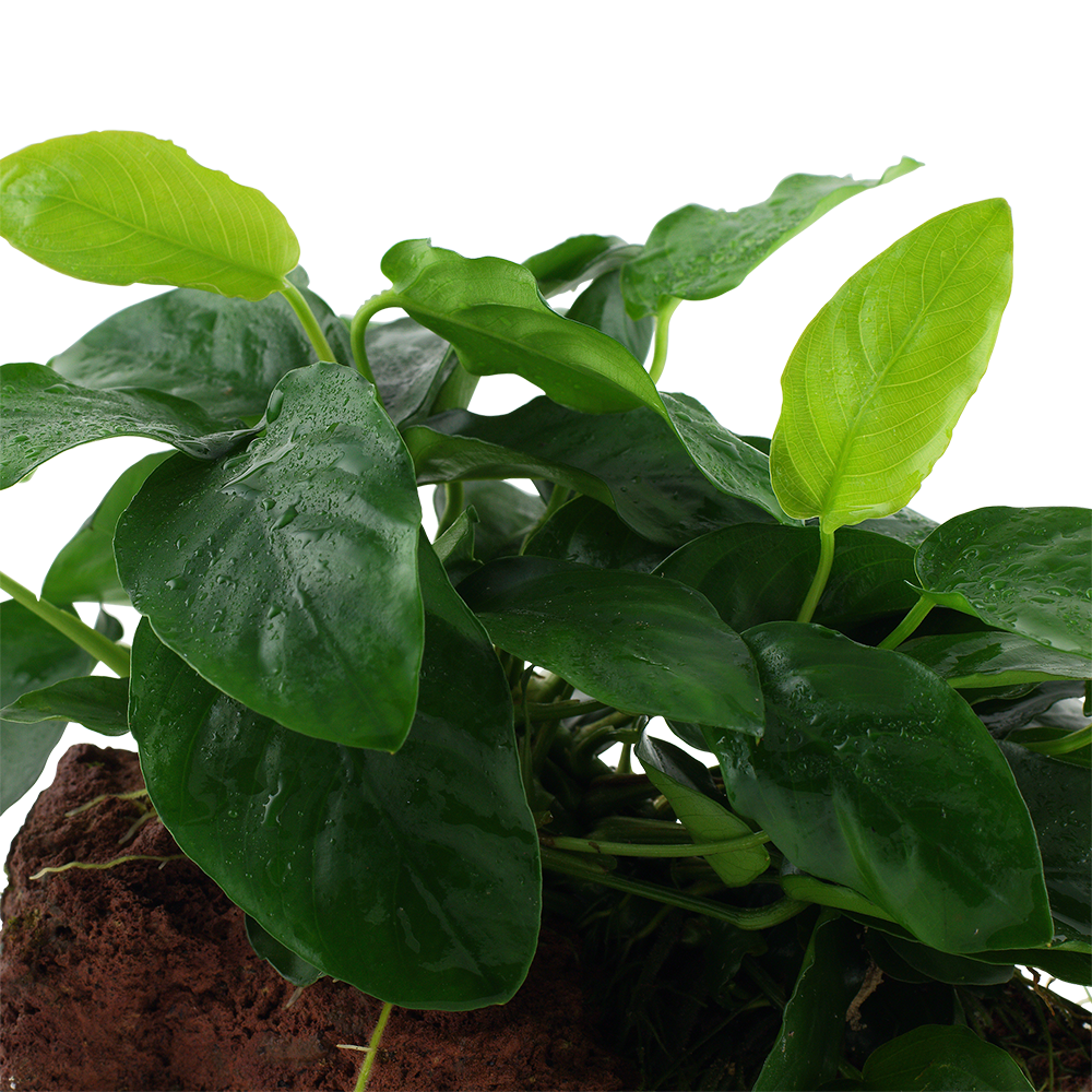 Anubias nana on Lava Rock Tropica