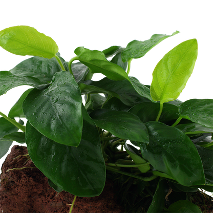 Anubias nana on Lava Rock Tropica