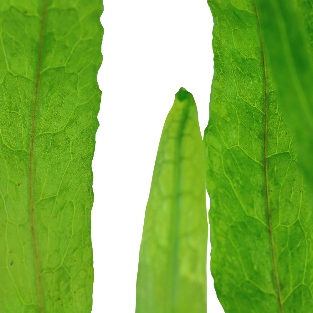 Microsorum pteropus Narrow Leaf Tropica Java Fern