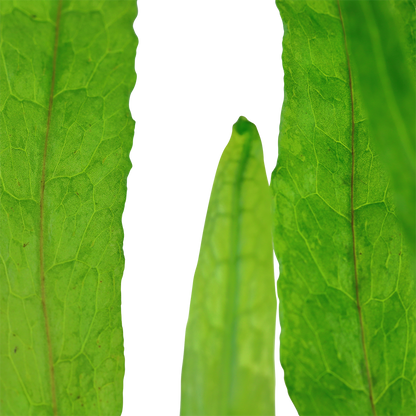 Microsorum pteropus Narrow Leaf Tropica Java Fern
