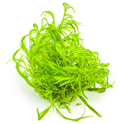 Tropica Najas guadalupensis 'Guppy Grass' 1-2-GROW