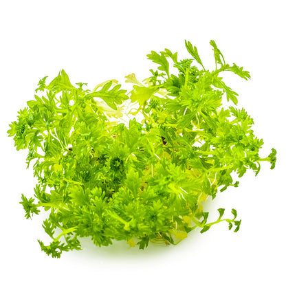 Aquafleur Hottonia palustris Easy Grow