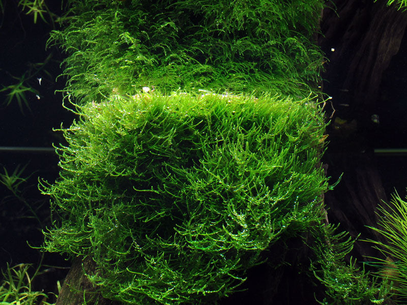 Tropica Taxiphyllum barbieri Java Moss PORTION