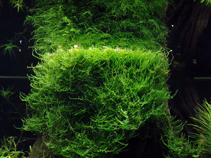 Tropica Taxiphyllum barbieri Java Moss PORTION