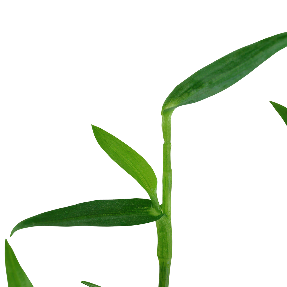 Murdannia keisak Tropica