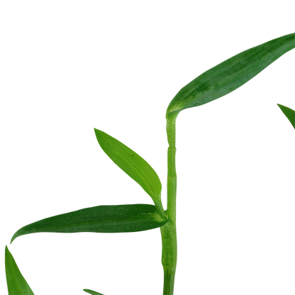 Murdannia keisak Tropica