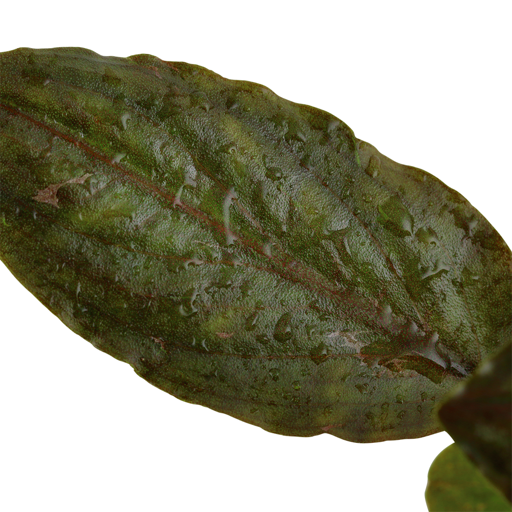 Lagenandra meeboldii 'Red' Tropica