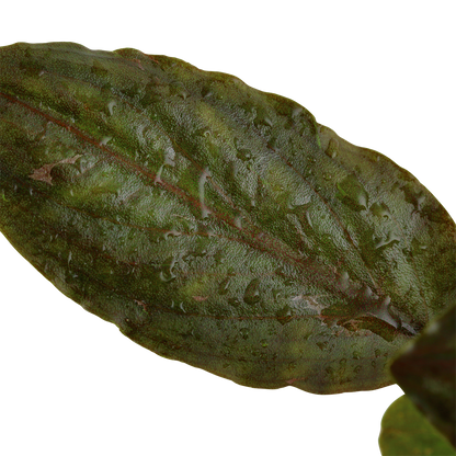Lagenandra meeboldii 'Red' Tropica
