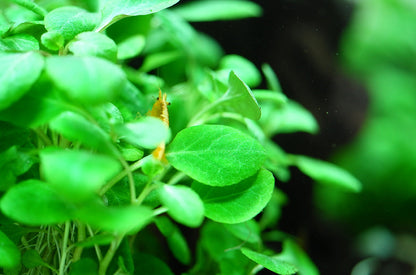Dennerle Lobelia cardinalis Mini Plant-It