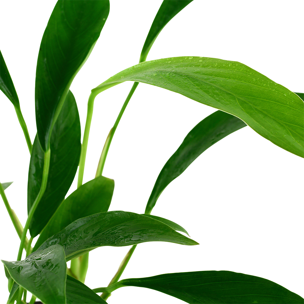 Anubias angustifolia (glabra) Tropica