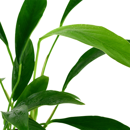 Anubias angustifolia (glabra) Tropica