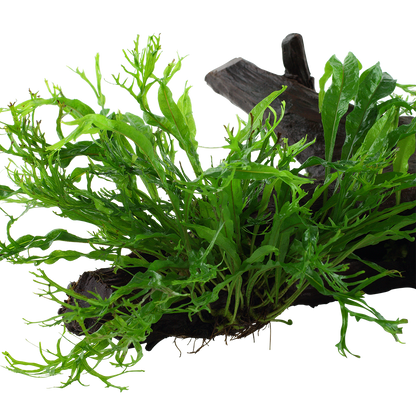 XL Microsorum pteropus Windelov Java Fern on Wood Tropica