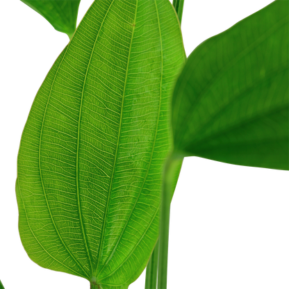 Echinodorus palaefolius Tropica
