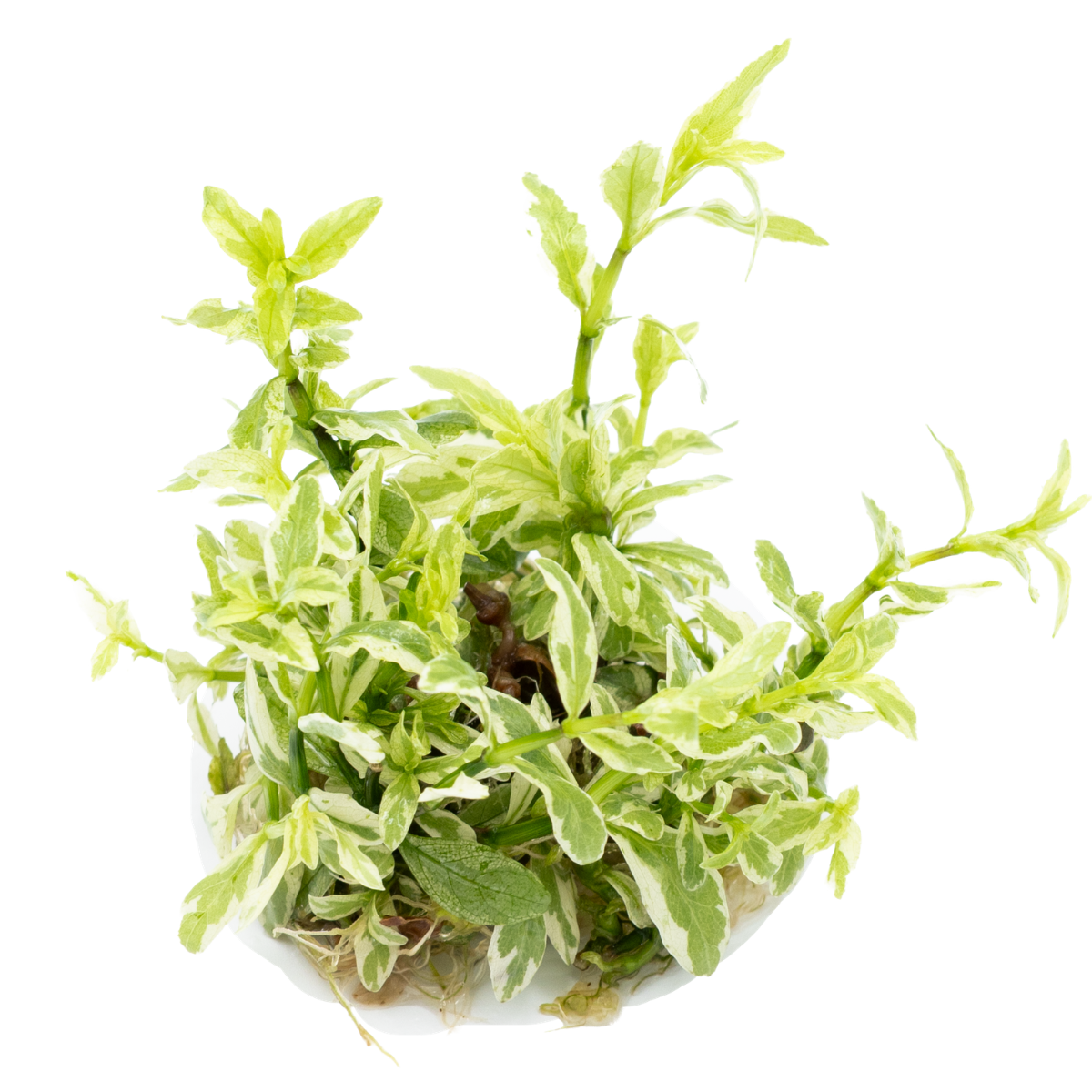 Tropica Hygrophila polysperma ‘White’ 1-2-GROW