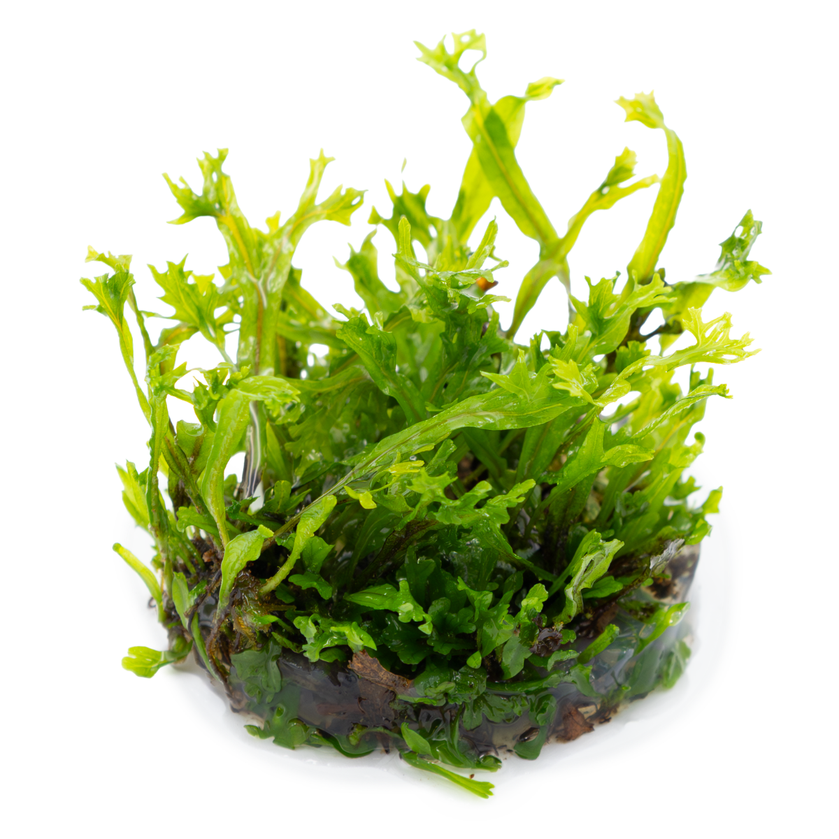 Tropica Microsorum pteropus 'Windelov' 1-2-GROW Java Fern