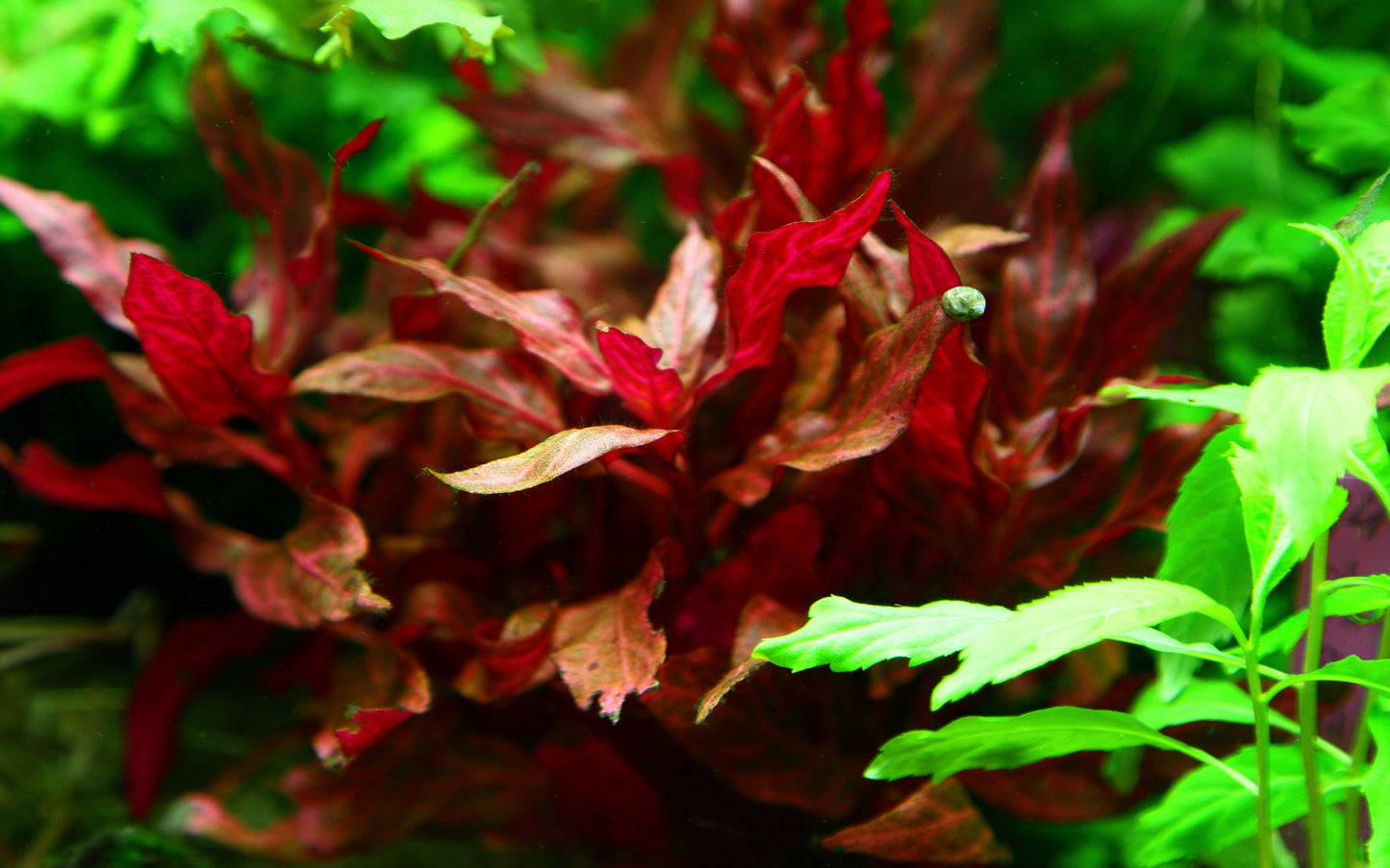 Alternanthera reineckii Rosanervig Tropica