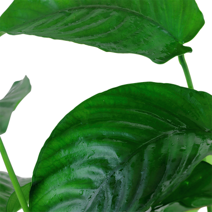XL Anubias barteri caladifolia Tropica