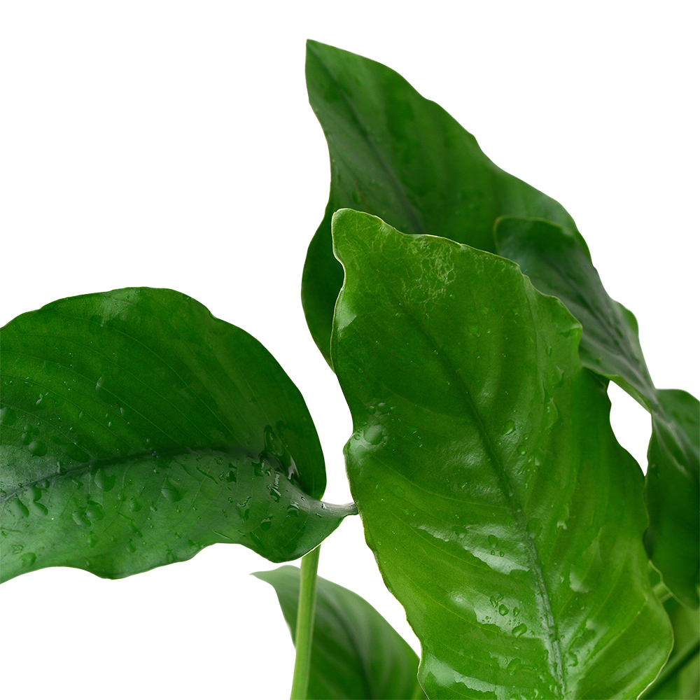 Anubias barteri var. barteri Tropica