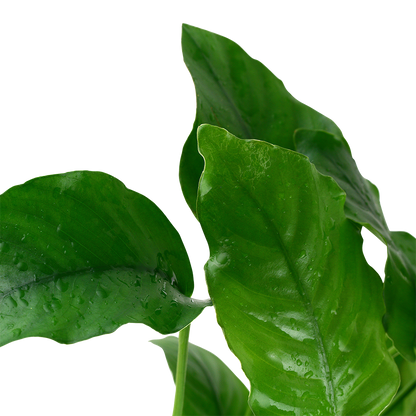 Anubias barteri var. barteri Tropica